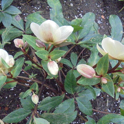 Helleborus x ericsmithii HGC 'Marlon' - 