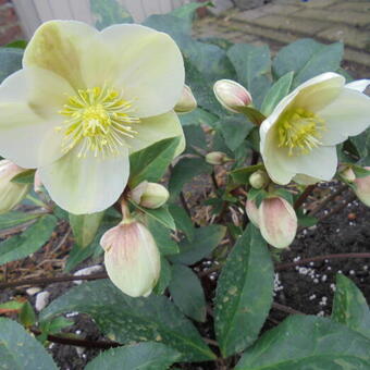 Helleborus x ericsmithii HGC 'Marlon'