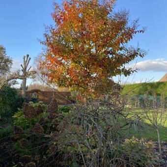 Lagerstroemia