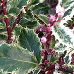 Ilex aquifolium 'Ingramii' - 