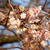 Prunus x subhirtella 'Autumnalis'