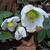 Helleborus niger