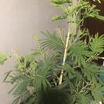 Acacia dealbata 'Gaulois Astier' - 