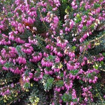 Erica carnea 'Winterfreude'