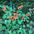 Tropaeolum majus