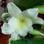 Dendrobium nobile Sunny Bird 'Shine Day' - 