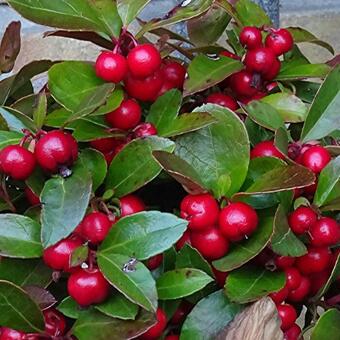 Gaultheria procumbens WINTER PEARLS 'Red Baron'