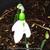 Galanthus elwesii