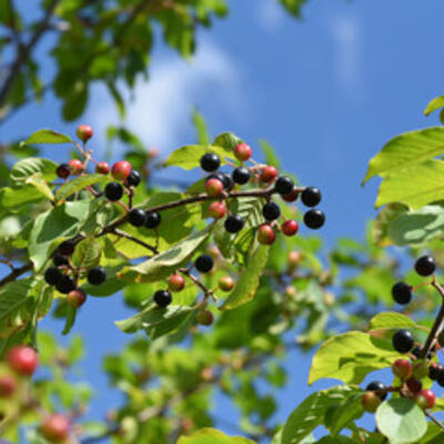 Frangula alnus