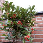 Skimmia japonica 'Temptation' - 