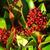 Skimmia