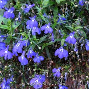 Lobelia erinus pendula