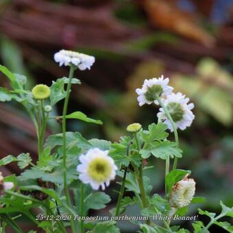 Tanacetum parthenium 'White Bonnet'