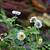 Tanacetum parthenium 'White Bonnet'