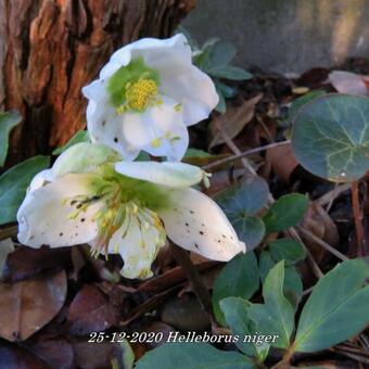 Helleborus niger