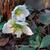 Helleborus niger