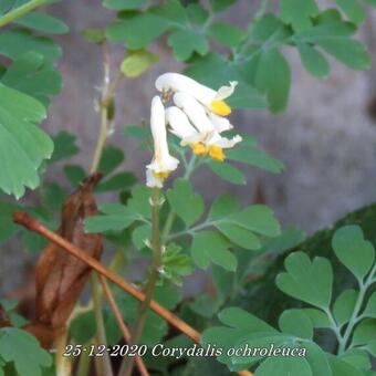 Corydalis ochroleuca