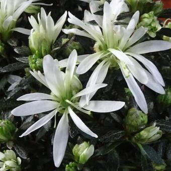 Rhododendron simsii 'MAGICSNOW Winter Beauty'