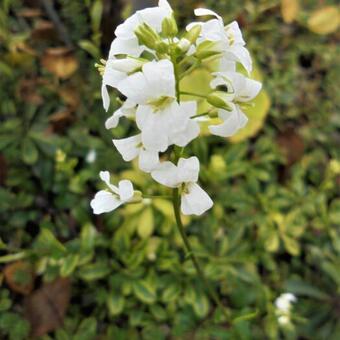 Arabis ferdinandi-coburgi 'Old Gold'