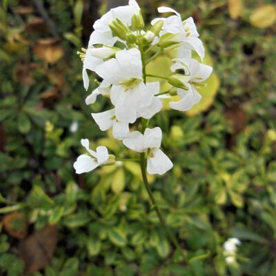 Arabis ferdinandi-coburgi 'Old Gold' - Arabis ferdinandi-coburgi 'Old Gold'