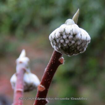 Edgeworthia chrysantha 'Grandiflora'