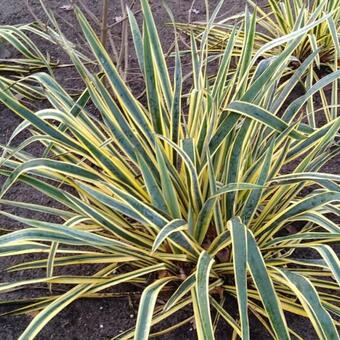 Yucca filamentosa 'Bright Edge'