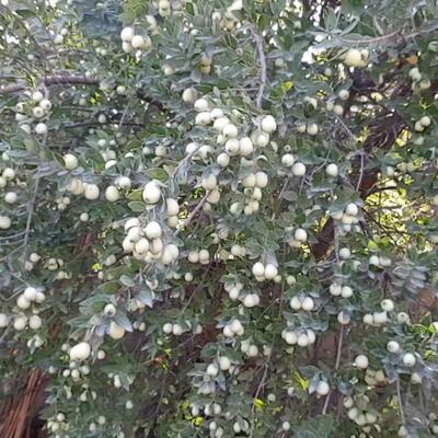 Myrtus communis - Myrte - Myrtus communis