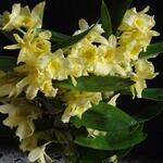 Dendrobium nobile Sunny Bird 'Shine Day' - 