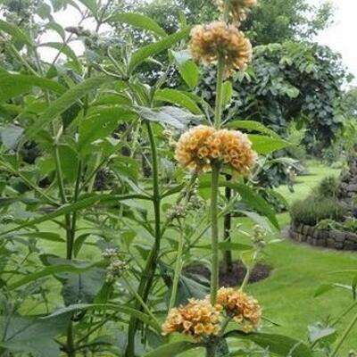 Buddleja x weyeriana 'Sungold' - Buddleja x weyeriana 'Sungold'