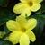 Jasminum nudiflorum