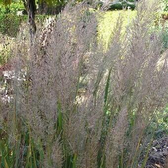 Calamagrostis brachytricha