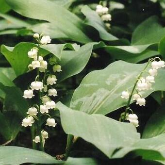 Convallaria majalis