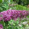 Buddleja davidii 'Pink Delight'