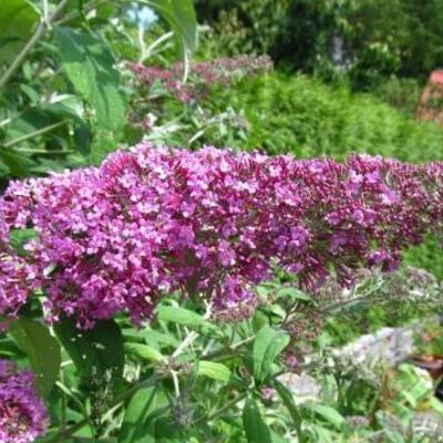 Buddleja davidii 'Pink Delight' - Buddleja davidii 'Pink Delight'