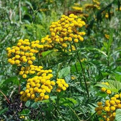 Tanacetum vulgare - Rainfarn - Tanacetum vulgare