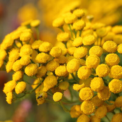 Tanacetum vulgare - Tanaisie commune