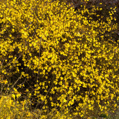 Jasminum nudiflorum - Jasmin d'hiver