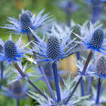 Eryngium x zabelii 'Big Blue' - Eryngium x zabelii 'Big Blue'