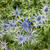 Eryngium x zabelii 'Big Blue'