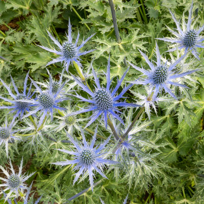 Eryngium x zabelii 'Big Blue'