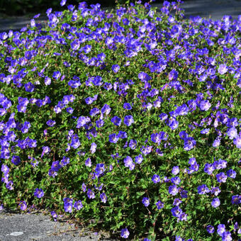 Geranium 'Rozanne'