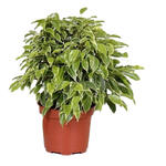 Ficus benjamina 'Kinky' - 