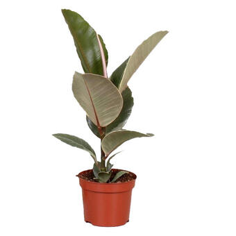 Ficus elastica 'Tineke'