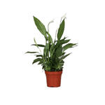 Spathiphyllum 'Alana' - 