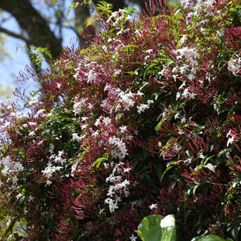 Jasminum polyanthum