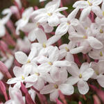 Jasminum polyanthum - 