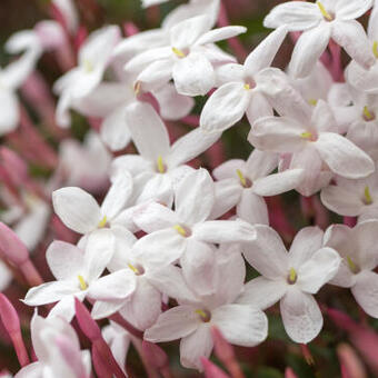 Jasminum polyanthum