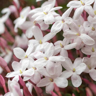 Jasminum polyanthum - 