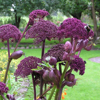 Angelica gigas