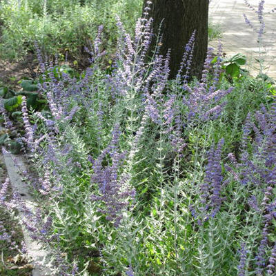 Perovskia atriplicifolia 'Blue Spire' - 